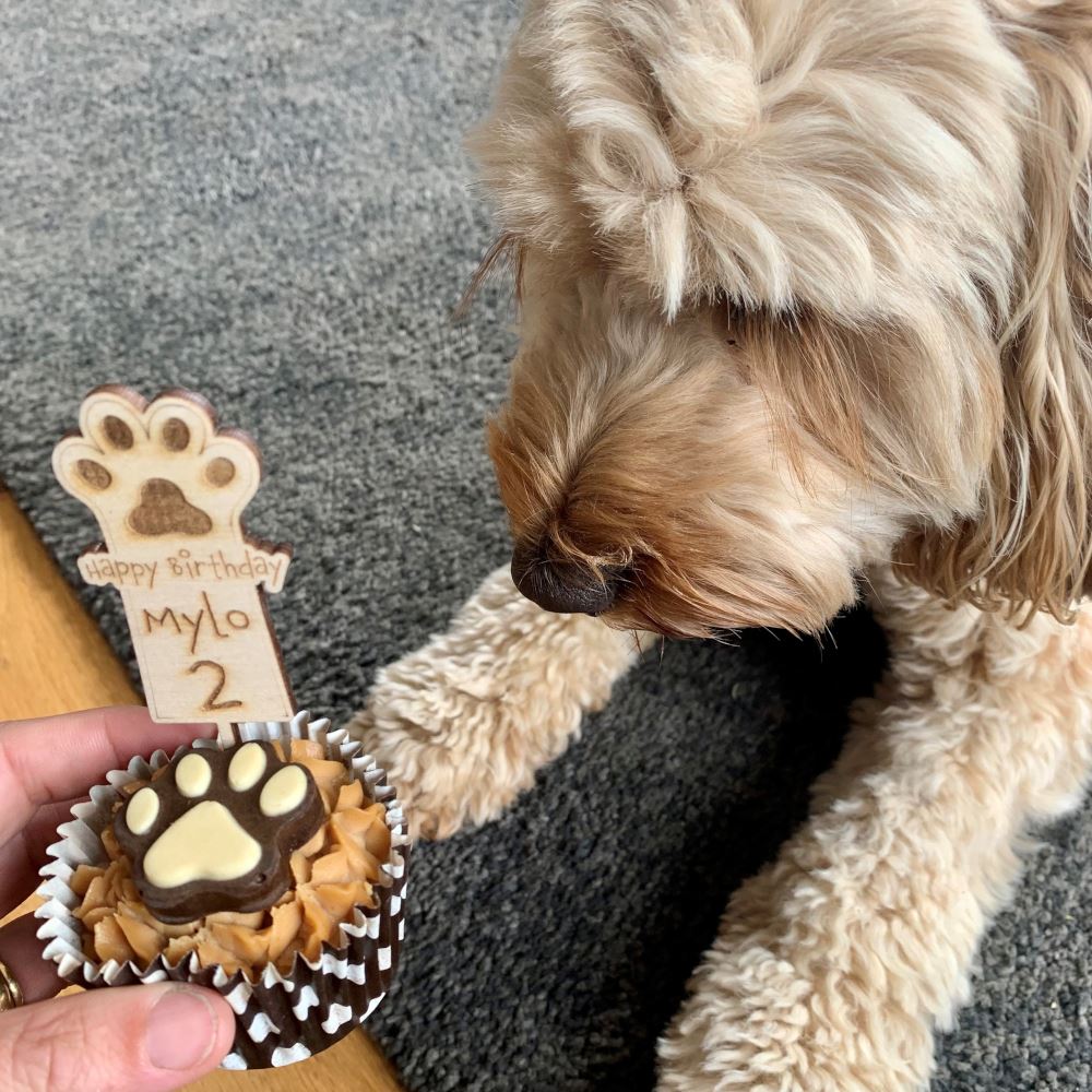 pet-dog-cupcake-birthday-topper-v2|LLWWPCTPD2|Luck and Luck| 1