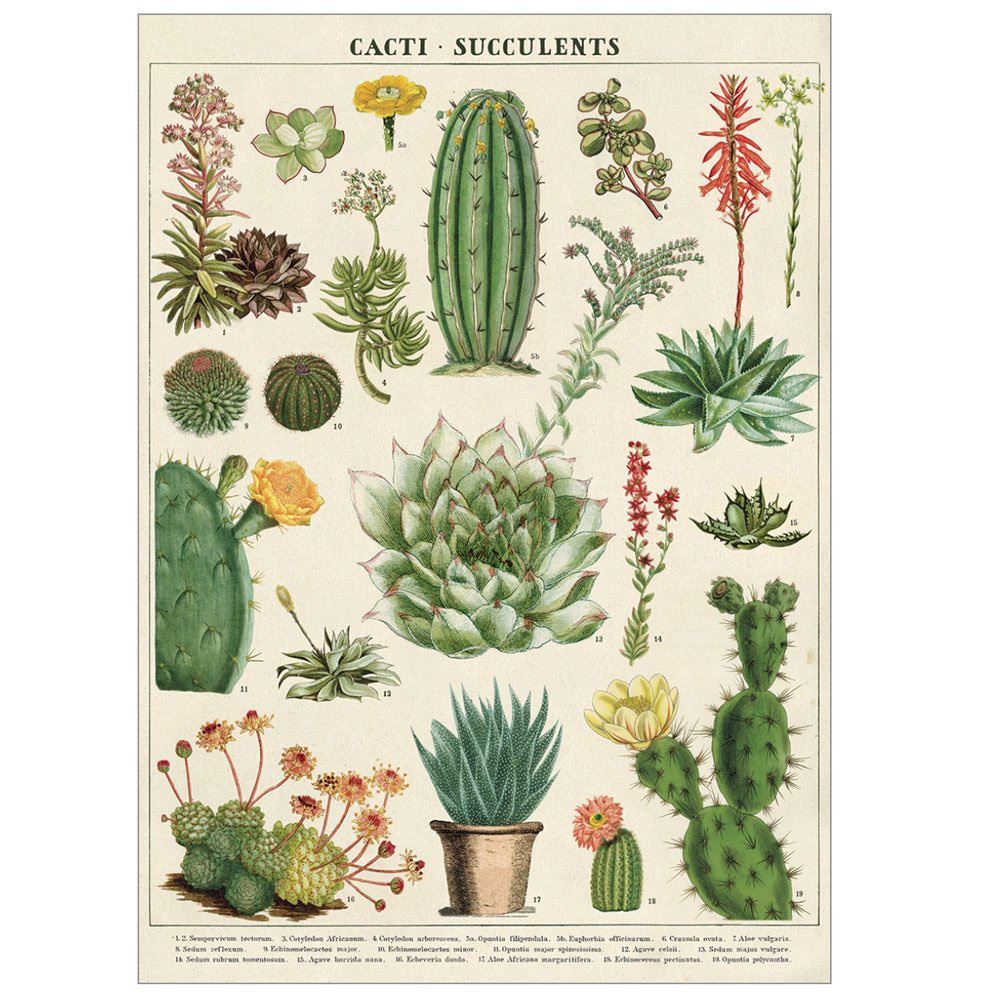 cavallini-cacti-and-succulents-wrapping-paper-poster|WRAP/SUC|Luck and Luck| 1