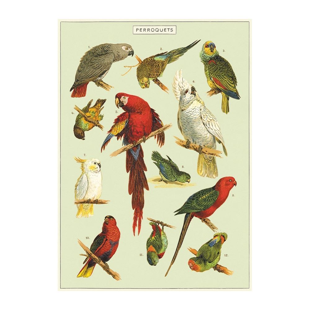 cavallini-and-co-parrot-poster-wrap-wall-decoration|WRAP/PARROT|Luck and Luck| 1