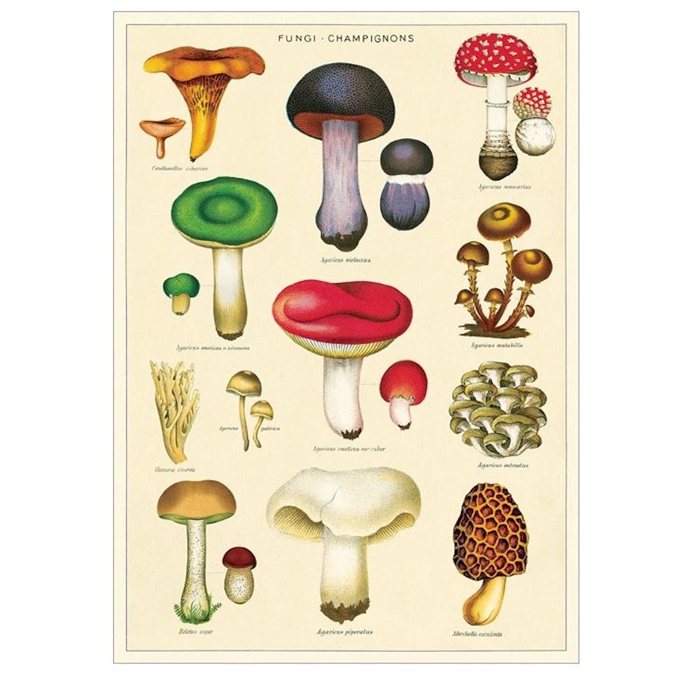 cavallini-mushrooms-2-wrapping-paper-poster|WRAP/MUSH2|Luck and Luck| 1