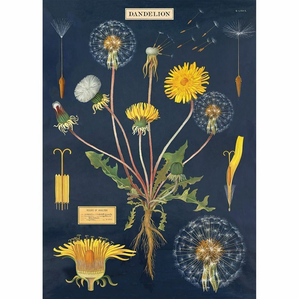 dandelion-chart-wrapping-paper-sheet-poster|WRAP/DAN|Luck and Luck| 1
